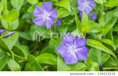 Periwinkle Periwinkle 139313218
