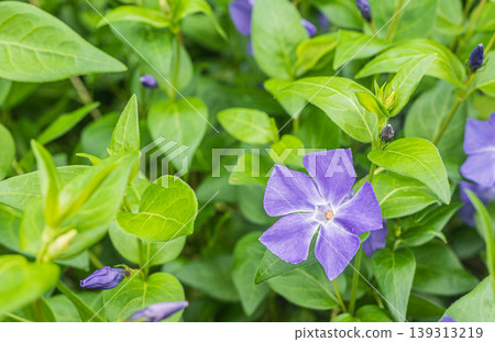 長春花 長春花 139313219