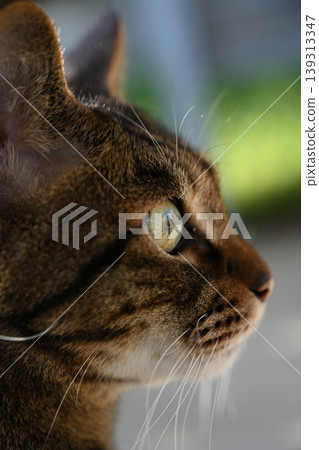 Side view of a pheasant cat 139313347