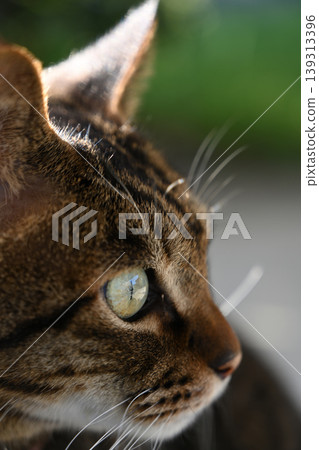 Side view of a pheasant cat Side view of a pheasant cat 139313396