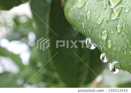 Raindrops glistening on leaves after the rain, against a natural background (with text space) 139313435