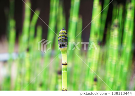 Toxa發芽 Toxa發芽 139313444