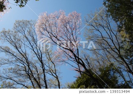 Mt. Takao Inariyama Course 139313494
