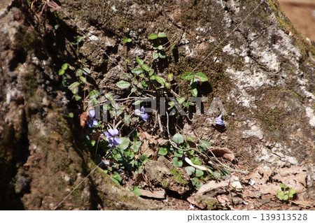 高尾稻荷山課程 高尾稻荷山課程 139313528