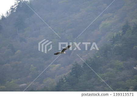 Birds flying in a misty sky Birds flying in a misty sky 139313571