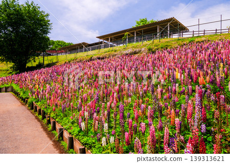 五顏六色的花園 139313621