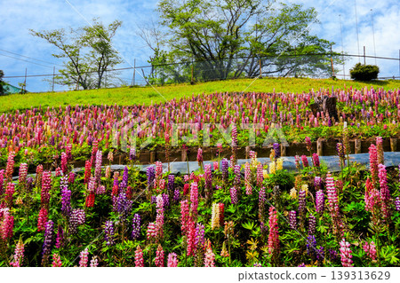 Flowers in the flower park stand out against the blue sky 139313629