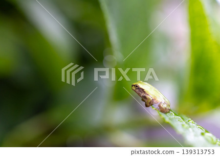 Raindrops and a tree frog on a leaf Raindrops and a tree frog on a leaf 139313753