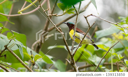 Common visitor in residential areas, Leptocoma minima as know as Crimson-backed sunbird 139313850
