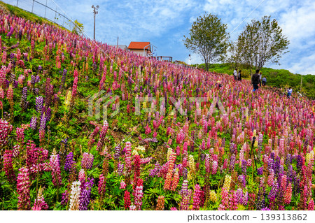 Lupine hills shining against the blue sky Lupine hills shining against the blue sky 139313862