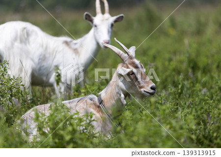 Domestic nice goats with long horns on bright sunny warm summer day grazing in green grassy fields. Domestic nice goats with long horns on bright sunny warm summer day grazing in green grassy fields. 139313915