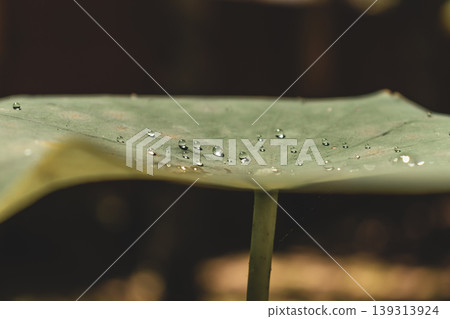 Water droplets on the Lotus Leaf Water droplets on the Lotus Leaf 139313924