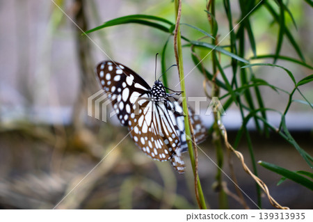 Butterfly enjoying morning bright sun light 139313935