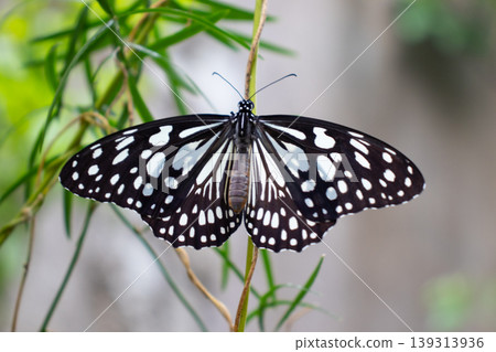 Black and White Butterfly wings stretched Black and White Butterfly wings stretched 139313936