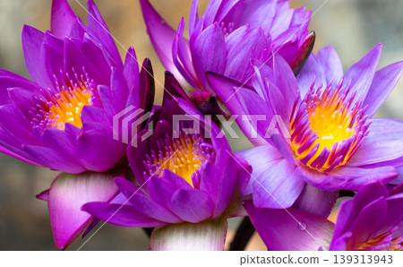 purple tropical water lily purple tropical water lily 139313943