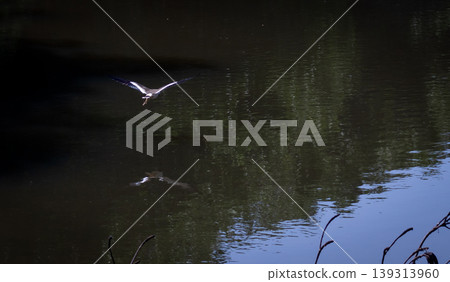 flying bird view from back reflection on the water flying bird view from back reflection on the water 139313960