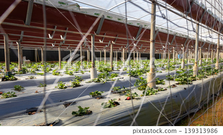 Inside the Strawberry farm in Nuwara Eliya 139313986