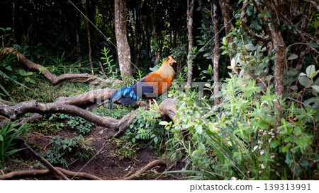 The Sri Lankan junglefowl spotted in Horton plains The Sri Lankan junglefowl spotted in Horton plains 139313991