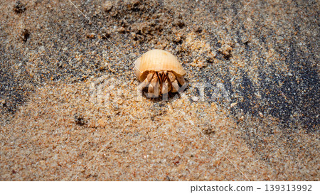 Hermit crab on a sandy beach in galle Hermit crab on a sandy beach in galle 139313992