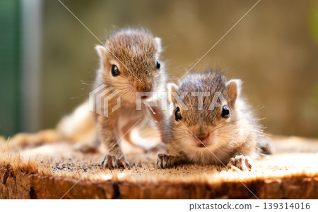 Baby squirrels looking out for their mother 139314016