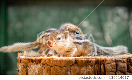Cute abandoned Baby squirrels looking out for their mother Cute abandoned Baby squirrels looking out for their mother 139314017