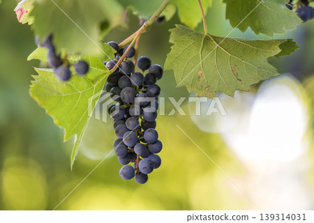 Dark blue ripening grape cluster lit by bright sun on blurred colorful bokeh copy space background. Dark blue ripening grape cluster lit by bright sun on blurred colorful bokeh copy space background. 139314031