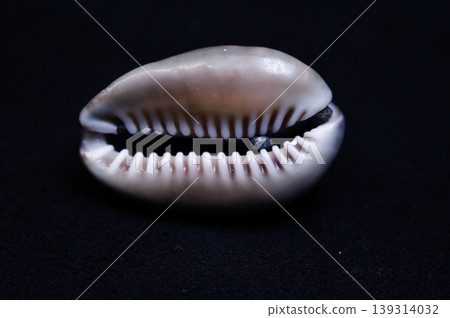 Cypraea Cypraea 139314032