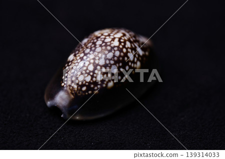 Cypraea Cypraea 139314033