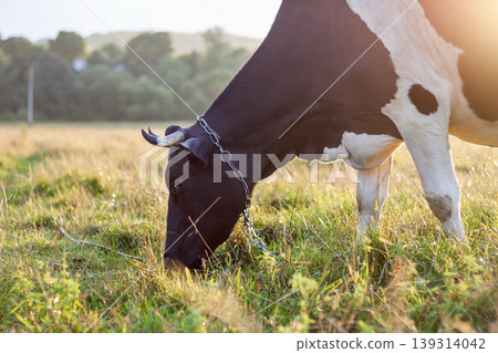 Cow grazing in green field fresh grass on bright sunny day. Farming and agriculture concept. 139314042