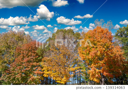 Colorful fall foliage in autumnal park. Yellow forest leaves landscape 139314063