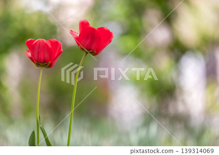 Closeup of red tulip flowers blooming in spring garden outdoors. Closeup of red tulip flowers blooming in spring garden outdoors. 139314069
