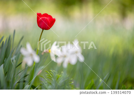 Closeup of red tulip flowers blooming in spring garden outdoors. Closeup of red tulip flowers blooming in spring garden outdoors. 139314070
