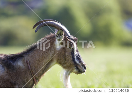 Close-up portrait of brown domestic shaggy grown-up goat with long steep horns, yellow eyes and white beard on blurred bokeh bright green spring field background. Farming of useful animals concept. Close-up portrait of brown domestic shaggy grown-up goat with long steep horns, yellow eyes and white beard on blurred bokeh bright green spring field background. Farming of useful animals concept. 139314086