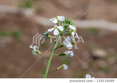 白蘿蔔芽的花，稱為芽菜原料[十字花科] 139314099