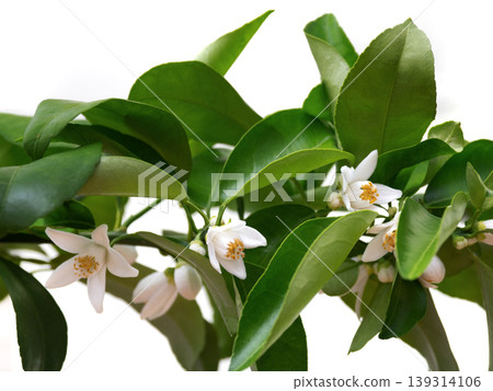 Hanayuzu flowers Hanayuzu flowers 139314106