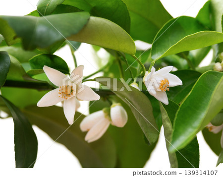 花柚花 花柚花 139314107