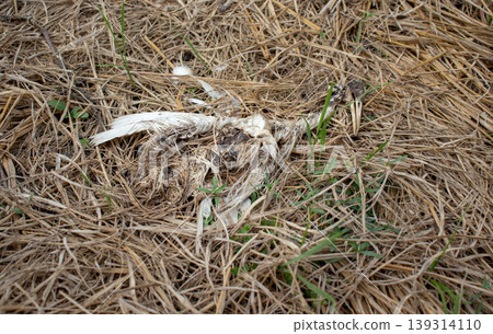 dead white cattle egret bird's corpse dead white cattle egret bird's corpse 139314110