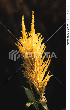 yellow pampas grass glowing in the evening light 139314115