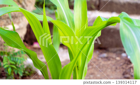 beautiful pattern on the young green corn leaves beautiful pattern on the young green corn leaves 139314117