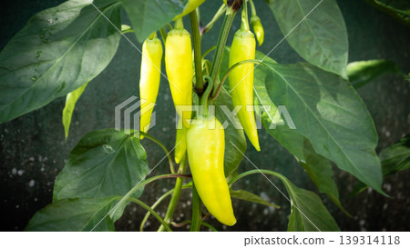 organic farming of banana pepper in home garden organic farming of banana pepper in home garden 139314118