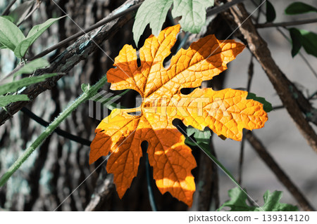 high saturated golden bitter melon leaf high saturated golden bitter melon leaf 139314120
