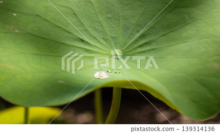 few water drops on lotus leaf morning sun light few water drops on lotus leaf morning sun light 139314136
