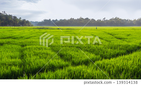 beautiful morning mist in paddy field photograph 139314138