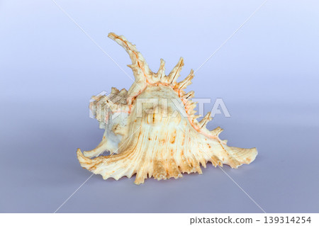 Ramose Murex Shell side view on a neutral background Ramose Murex Shell side view on a neutral background 139314254