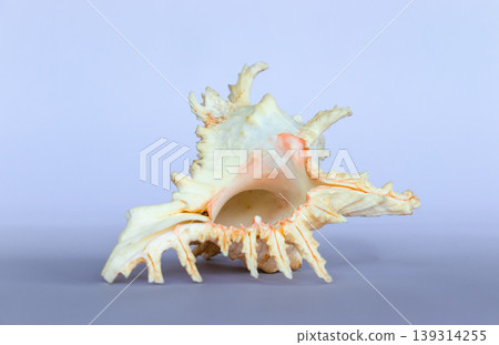 Ramose Murex Shell upside down view on a neutral background Ramose Murex Shell upside down view on a neutral background 139314255