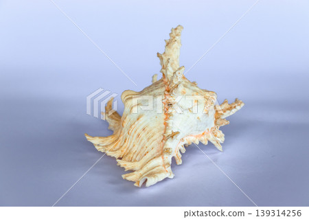 Ramose Murex Shell back view on a neutral background Ramose Murex Shell back view on a neutral background 139314256