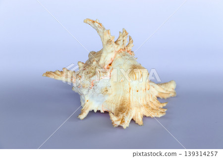 Ramose Murex Shell front view on a neutral background Ramose Murex Shell front view on a neutral background 139314257