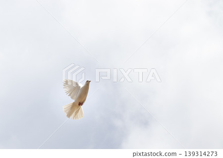 "The symbol of peace" White pigeon flying in the sky "The symbol of peace" White pigeon flying in the sky 139314273