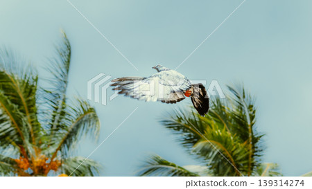 Flying pigeon almost clapping each-other wings 139314274