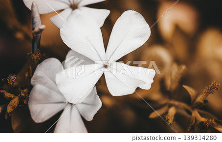 Small white Plumbago Flower macro out of focus background photograph 139314280